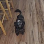 Kb Dark Chocolate Sable Girl Yorkie in Milford, Delaware