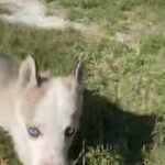 Siberian Husky in Homestead, Florida
