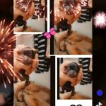 Yorkshire Terrier Puppies in Englewood, Colorado