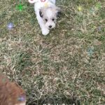 havanese puppy in Clinton, Ohio