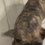 Merle French Bulldog in Rio Rancho, New Mexico