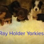 male Yorkie in McAlester, Oklahoma