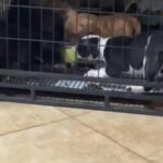 American Pocket Bullies in Fort Myers, Florida