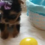 Yorkie girl in McAlester, Oklahoma