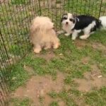 morkies in Fountain Inn, South Carolina