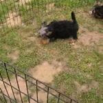 yorkies male amd female in Fountain Inn, South Carolina