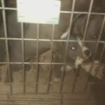 American bullies in Ypsilanti, Michigan