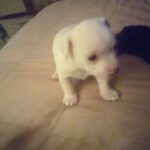 Chihuahua for sale in Valdosta, Georgia