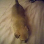Chihuahua for sale in Valdosta, Georgia