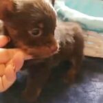 dark chocolate boy in McAlester, Oklahoma