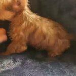 sable boy in McAlester, Oklahoma