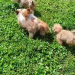 Shihtzu Yorkie hybrid in Oakdale, California