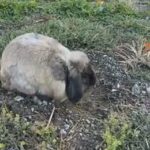bunny for sale in Clinton, Michigan