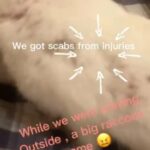 Rabbits in Clovis, California