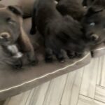Puppies? in Apple Valley, California