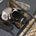 American Pocket Bullies in Fort Myers, Florida