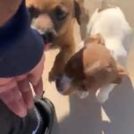 Puppies in Victorville, California