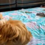 Sneezy The Sable Red Havanese With White Markings in Spanish Fork, Utah