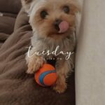 Stud Service in Rancho Cucamonga, California