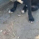 PitBull for sale in Washington, District of Columbia