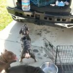 Blue/Tan Merle Frenchie Open For Stud 🐾 in Fort Myers, Florida