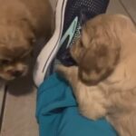 3 Purebred Cocker Spaniels in Estero, Florida