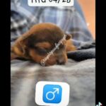Yorkshire Terrier Males in Englewood, Colorado