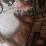 Standard bully pups in Shawnee, Oklahoma