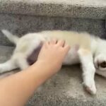 Siberian Husky Girl Tiny in Homestead, Florida