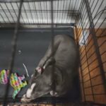 american bully in New York City, New York
