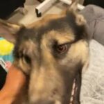 Foster Dog Kojey Looking for Forever Home! in Stockton, California