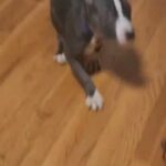 american bully in New York City, New York