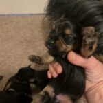 Yorkie AKC Puppies in Tucson, Arizona
