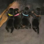 Rottweiler Puppies!! in Salinas, California