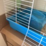 Selling 2 Guinea Pigs And A Cage in Vancouver, Washington