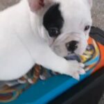 french bulldog in Houston, Texas