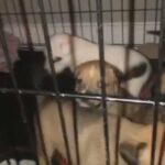 German shepherd Husky mix Pupps in Philadelphia, Pennsylvania
