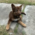 2Month Old German Shepherd Mix in San Juan, Texas