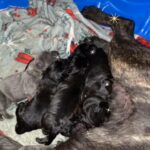 Cane Corso Puppies For Sale in West Covina, California