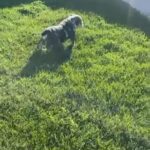 Beautiful Blue Merle in Sacramento, California