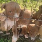 3 Female Pitbulls to a good home in Colton, California