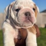 English Bulldogs in Houston, Texas