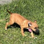 Pittbull in New Orleans, Louisiana