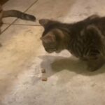 2 American Shorthair Kittens For Sale in Snellville, Georgia