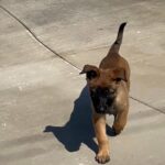 Belgian Malinois in Arizona City, Arizona