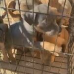 American Tri Colored Bullies in Oklahoma City, Oklahoma