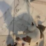 Puppies in Victorville, California