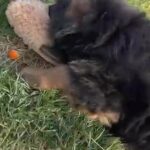 German Shepherd in Yuba City, California