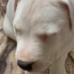 Dogo Puppy in Carbondale, Illinois
