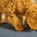 Standard Poodle Pups AKC Registered in Roanoke, Virginia